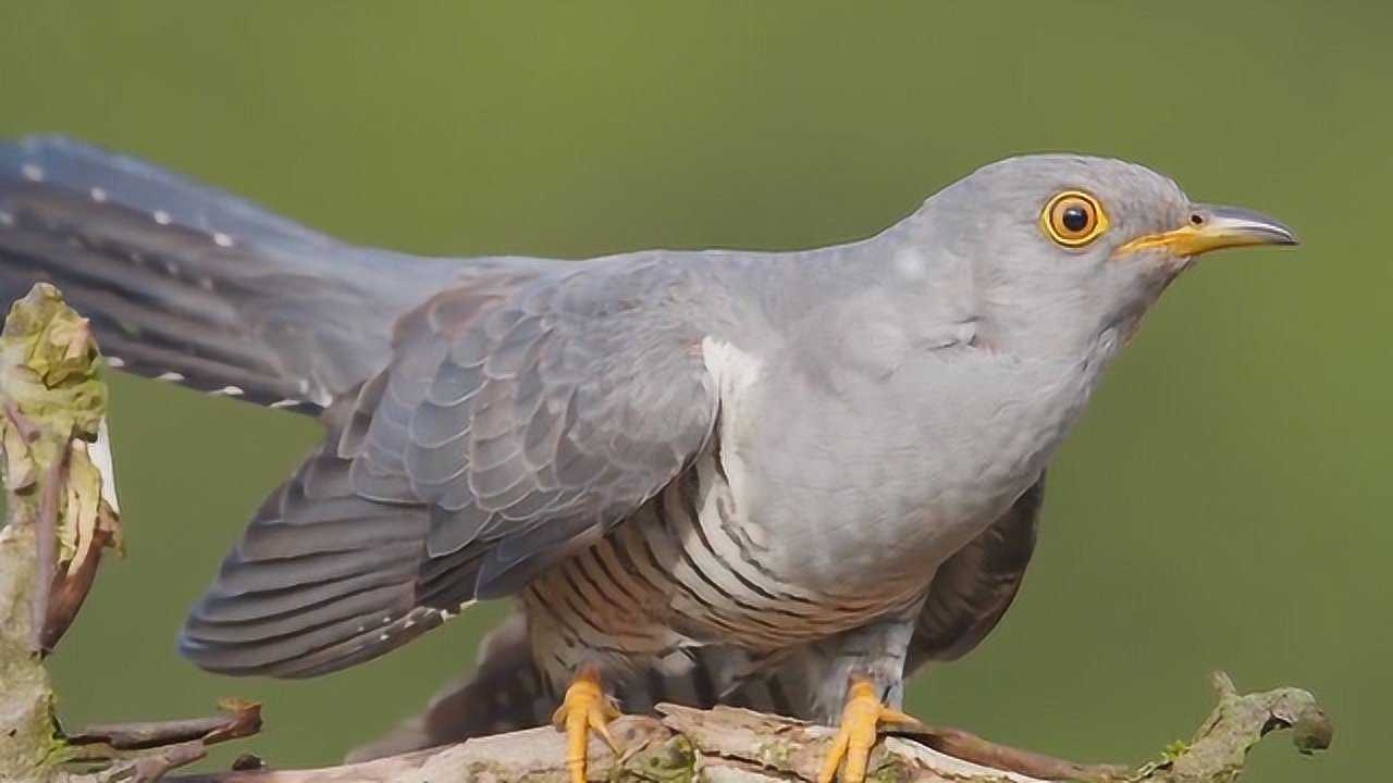 清晰响亮的布谷鸟叫声唤起我快乐的童年记忆唤起人们布谷播种