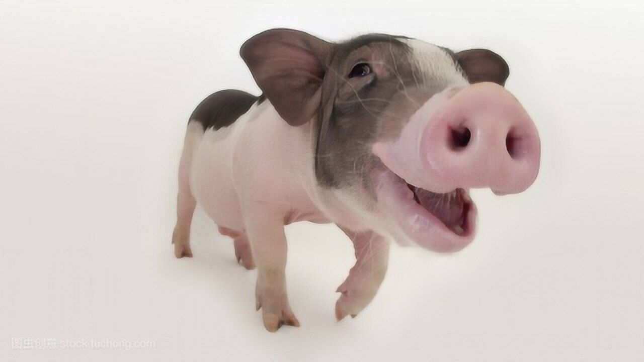 今年是猪年你知道12生肖的猪由来吗让我来告诉你们吧