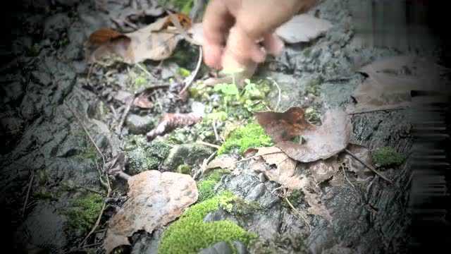 农村姑娘想吃地皮菜,妈妈上山捡了一大篮子,做了两道美食,真香