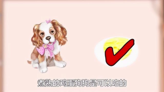 狗狗能吃生鸡蛋么?了解这些宠物饮食知识很重要!