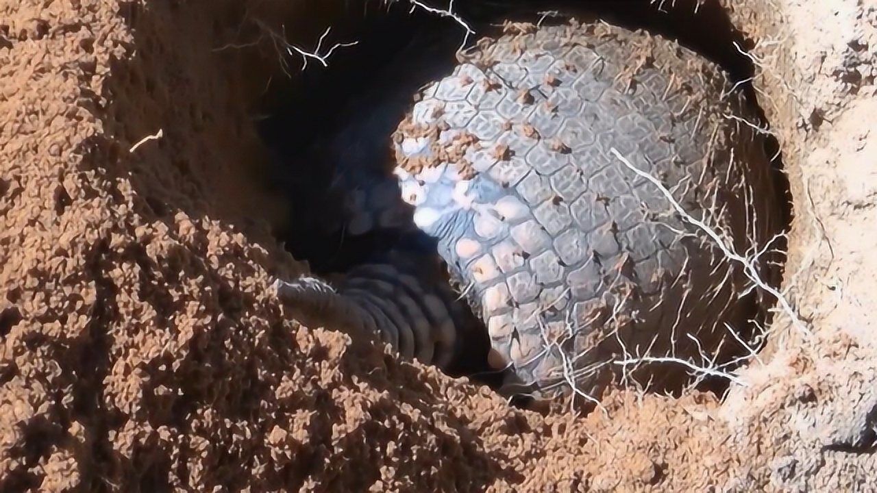 穿山甲"穿山"的速度有多快?这速度赶上一台挖洞机,太厉害了