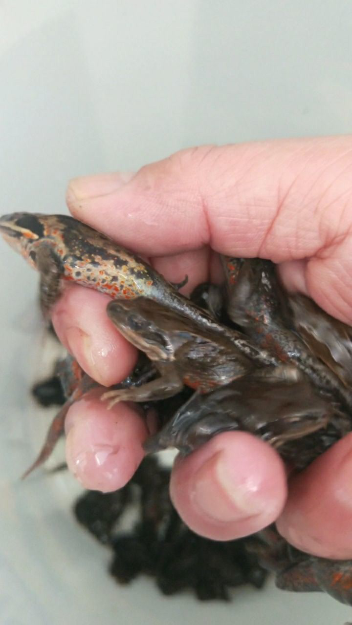 红肚皮的蛤蟆有谁认识提醒一下全国只有东北才有