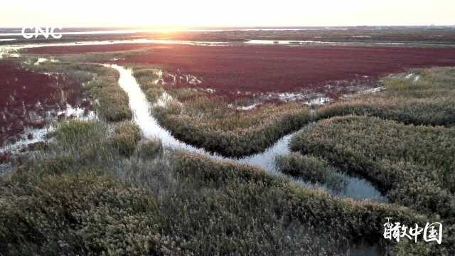 瞰中国 齐鲁大地 一 黄河三角洲的“红地毯”