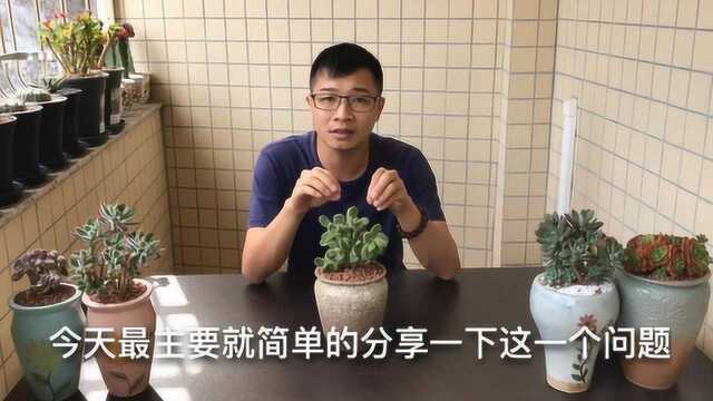 肉植物“萌系熊童子”,养护必须注意“控水”要点,养好萌肉肉