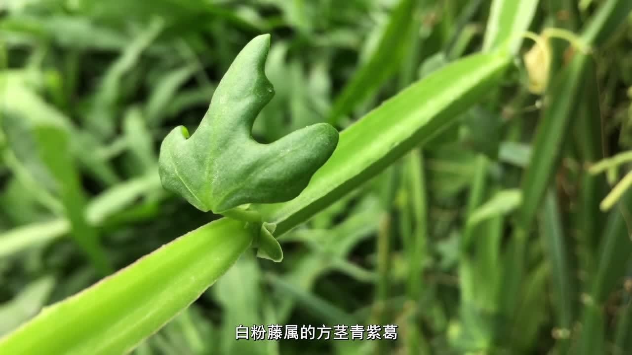 一点植物学之方茎青紫葛