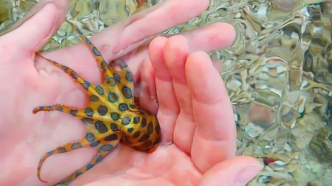 在澳洲火了的中国游客,将毒性最强动物蓝环章鱼放在手中玩耍!