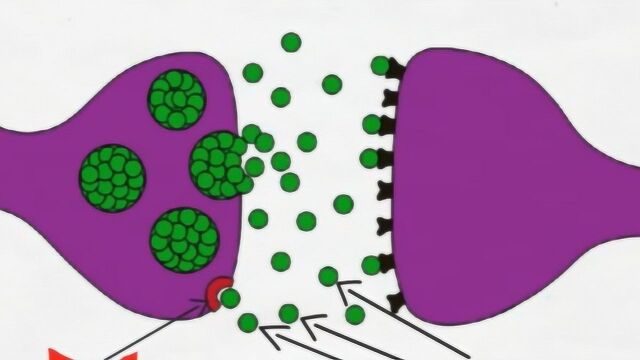 两分钟介绍神经科学系列,阿尔兹海默症