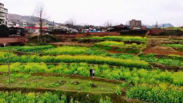 3月季节油菜花——乐昌梅花镇