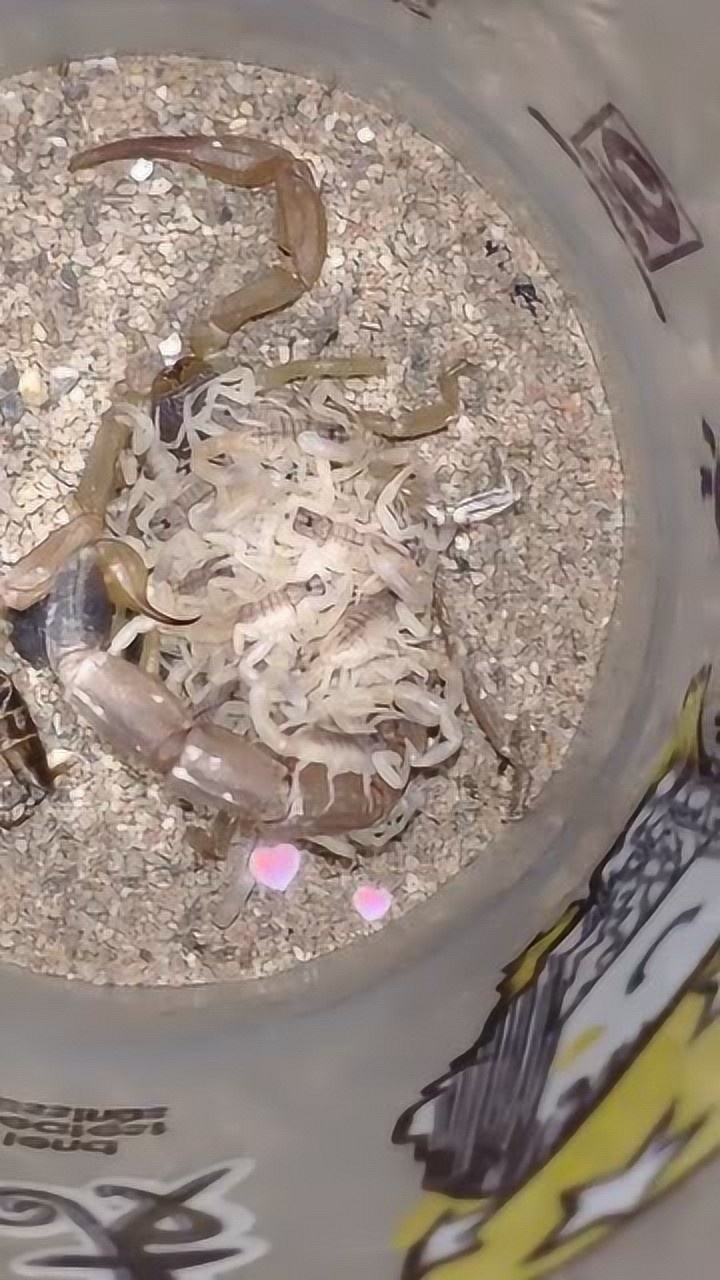 养了三个月的蝎子终于生小宝宝了你们见过吗