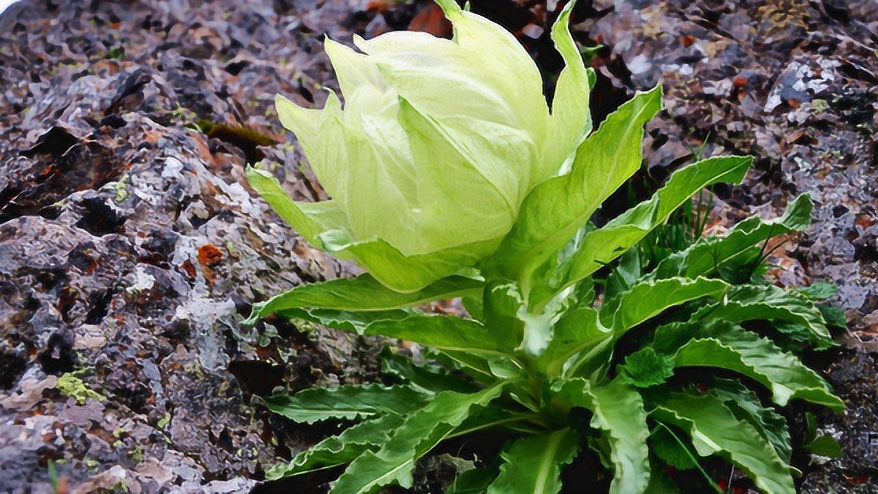 雪莲花盛开时刻,真的很神奇!