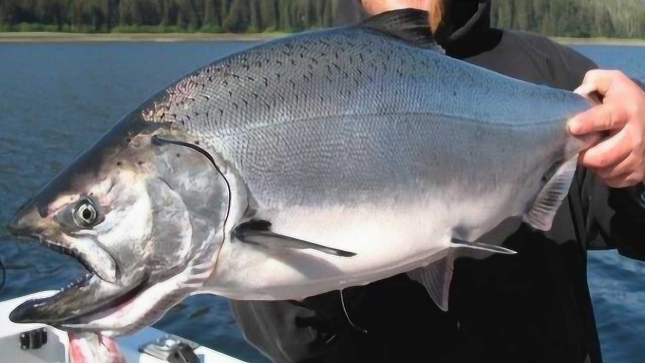 巨型马哈鱼,看日本大厨是怎么把它处理的,浑身都是宝