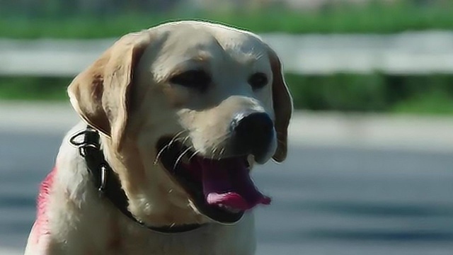 警犬樱桃现实生活图片