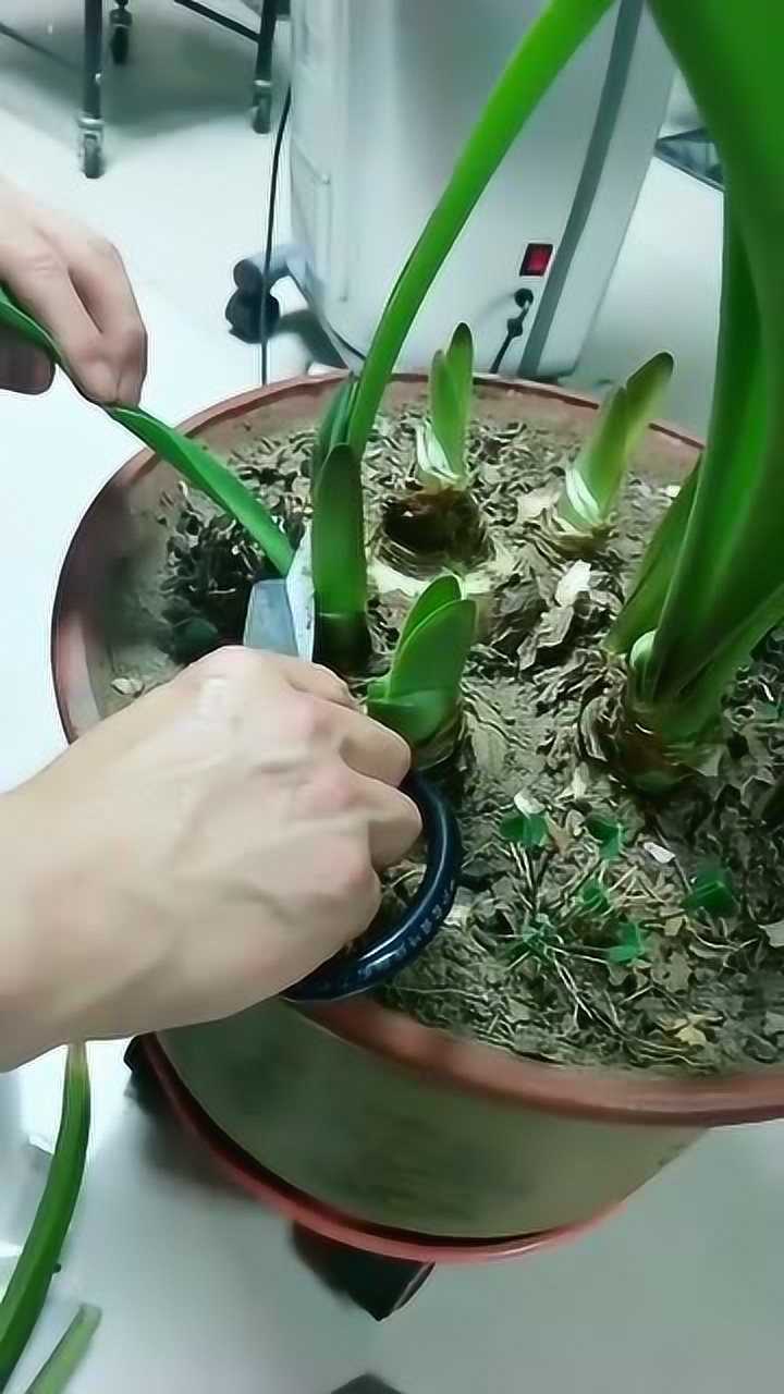 出了新叶老叶必须剪掉!