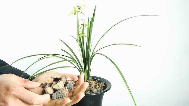 2种植料养兰花有“奇效”,养一盆旺一盆,容易长出大白根