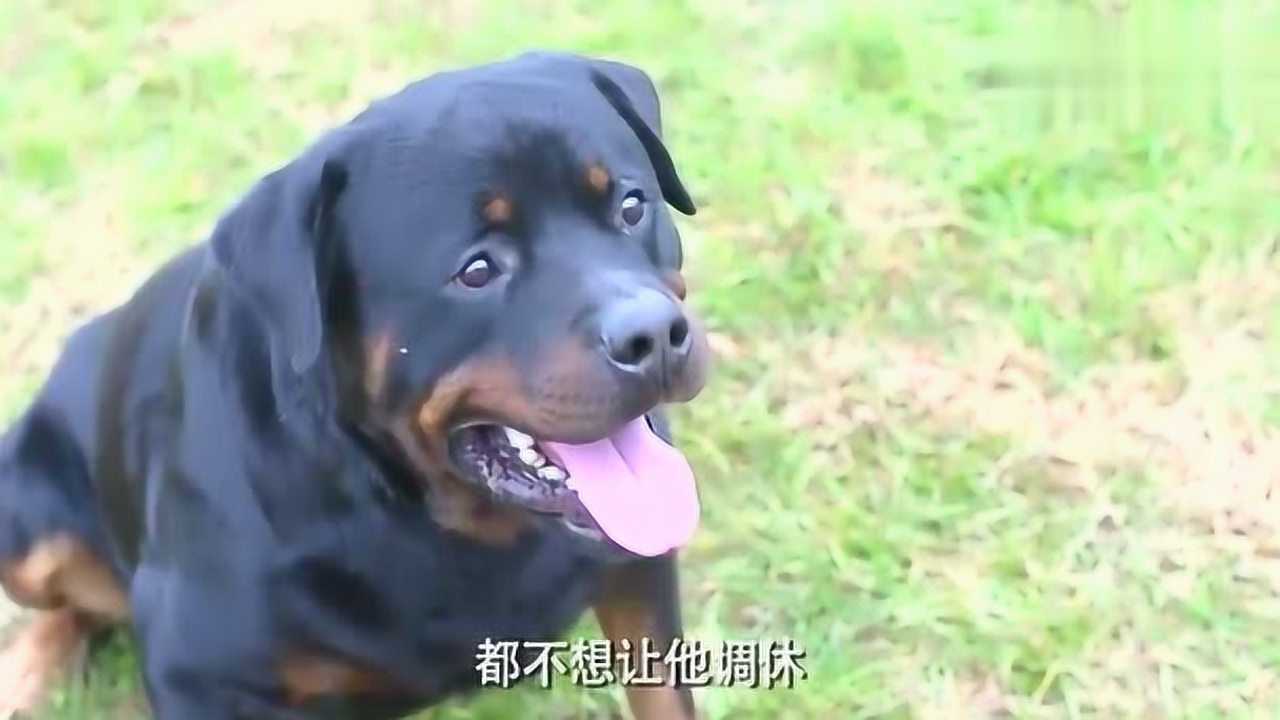 警花与警犬妞妞叫主人起床画面可爱到爆看了我都想养只狗