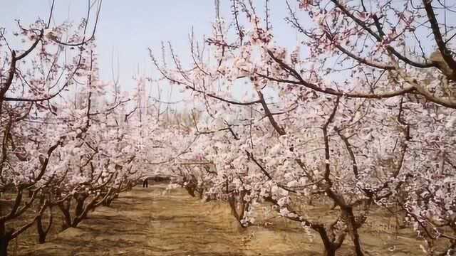 沾衣欲湿杏花雨,吹面不寒杨柳风