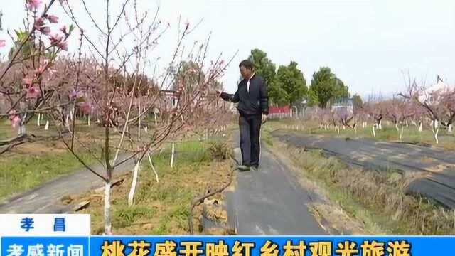 孝感孝昌:桃花盛开映红乡村观光旅游