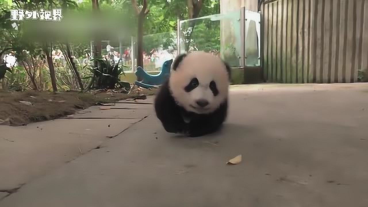 看大熊猫如何学走路，它们可爱的样子，真是萌化了_高清