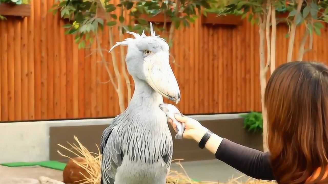 鸟界中的"二哈",傲娇拒吃美女喂食的鱼,换鲤鱼瞬间吃下肚!