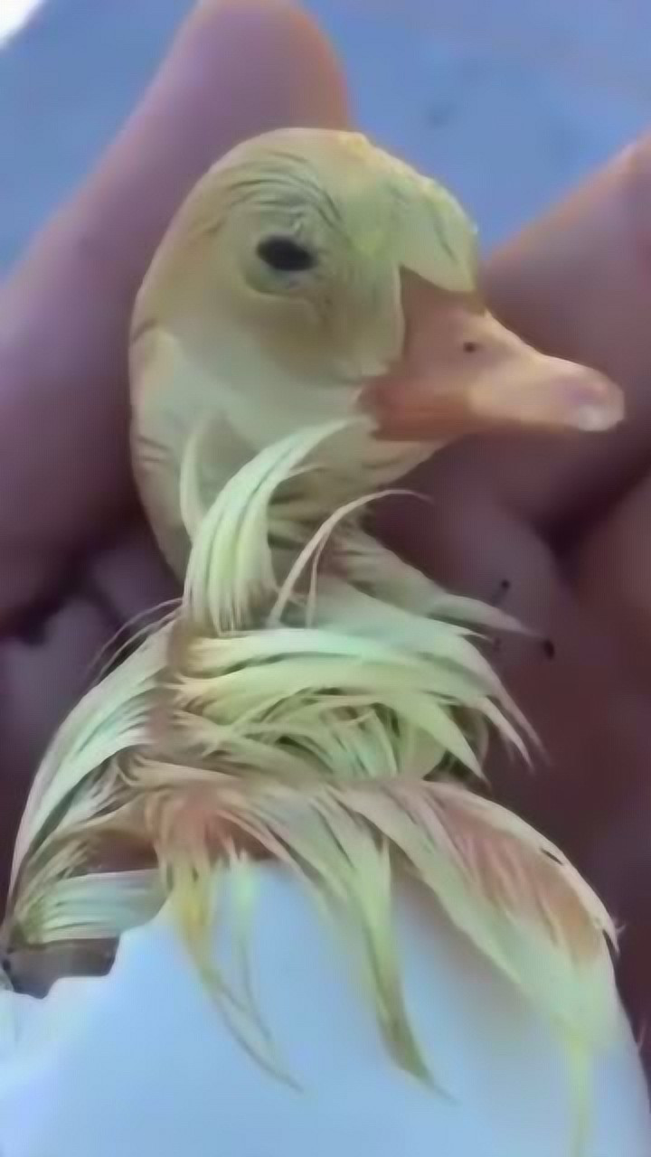 刚出生的小鸭子叫声清脆