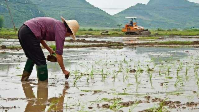 为什么中国的农民种地赚不到钱?真相终于曝光了!