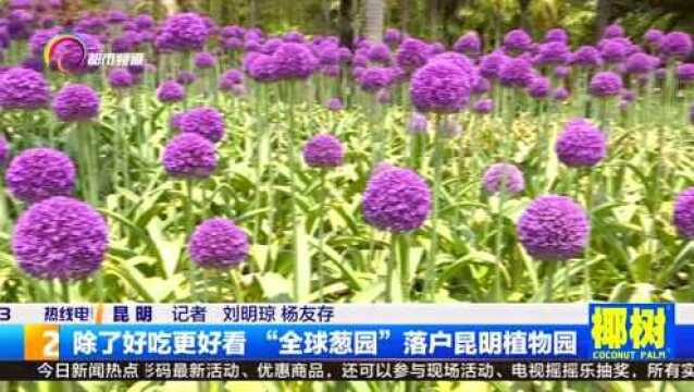 葱属植物展在昆明植物园开幕了,这也是国内首次葱属植物展会