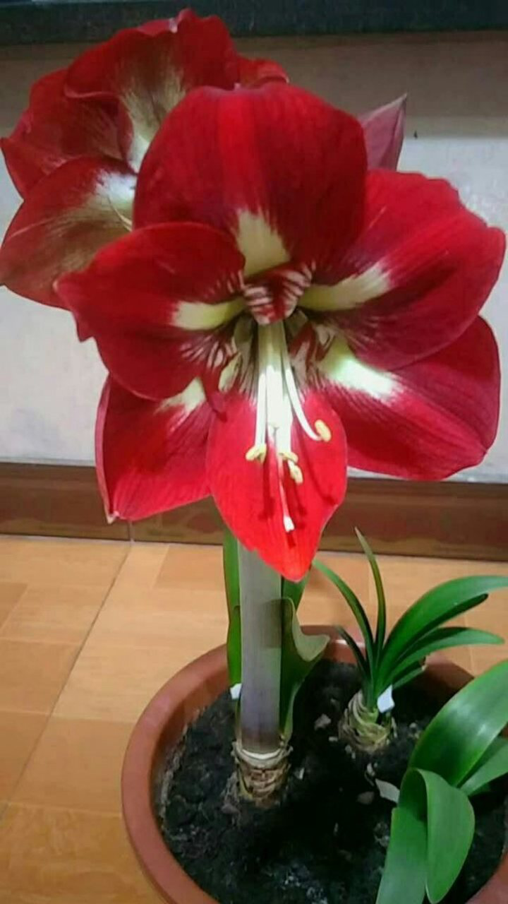 朱顶红巴巴多斯