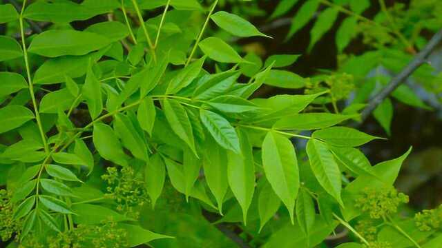 这种植物和香椿特像,村里人叫它臭椿,既能抗菌又能抗肿瘤!