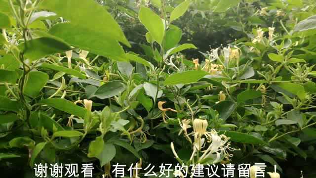 大叔上山摘金银花,此花好看又可以泡茶喝 你们那里有吗?