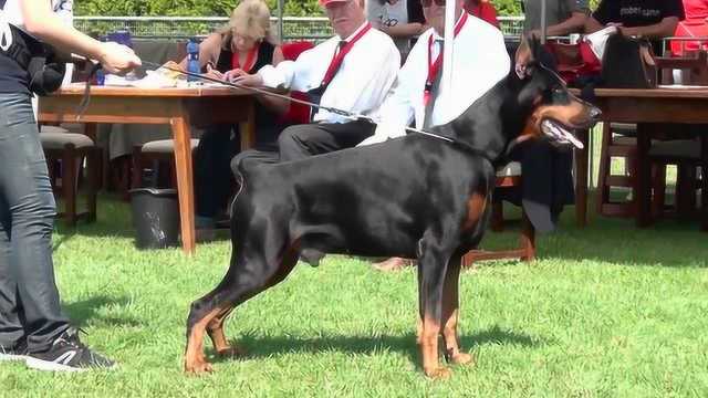 当你知道杜宾犬的几个缺点后,你还确定要养吗