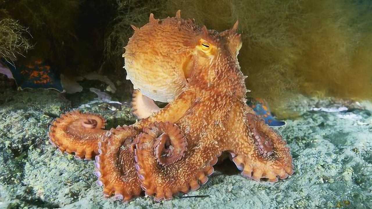 章鱼交配完就把对方吃掉 饿急了还会吃掉自己_高清1080p在线观看平台