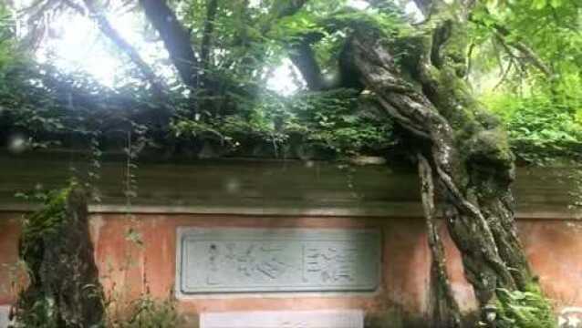 天台山国清寺:千年隋梅