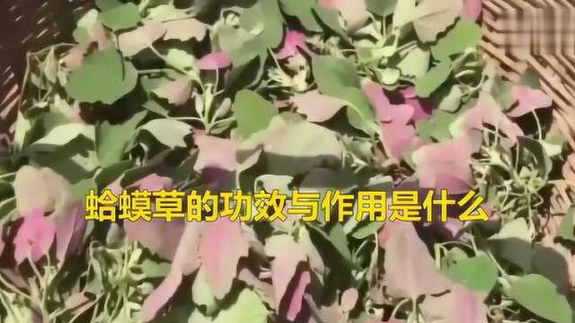 蛤蟆皮草的功效与禁忌有哪些