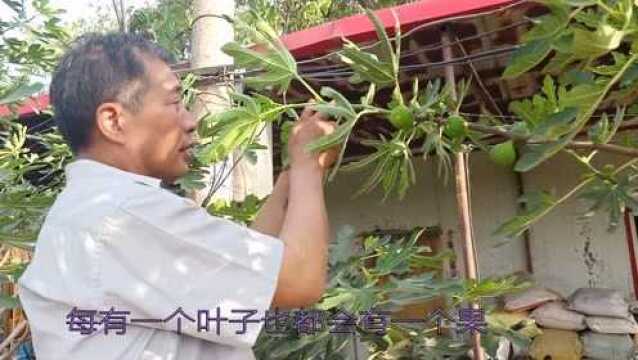 大叔带你看高产无花果,每片叶根都有一个无花果,看完受益匪浅