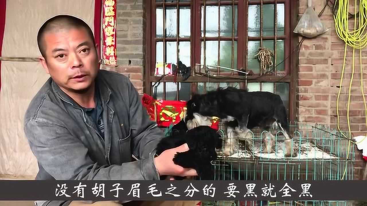 宠物犬雪纳瑞的品种颜色分类,有全黑色全白色的,你喜欢哪种?腾讯视频