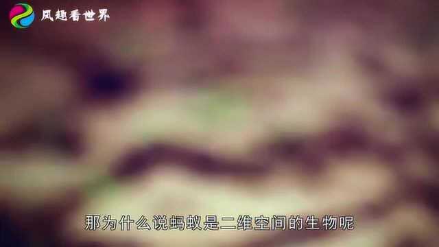 为什么说蚂蚁是二维空间的生物,那么植物算是一维生物吗