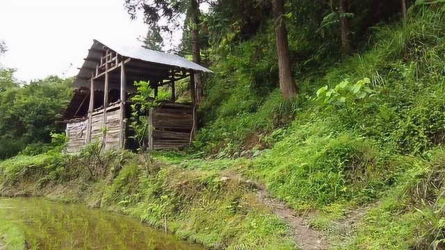 农村小伙带你体验大山里的田园生活,田园美景,贵州山里的小木屋