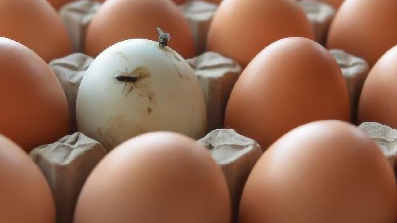 苍蝇落在食物上都干了些啥?又吐口水又产卵!