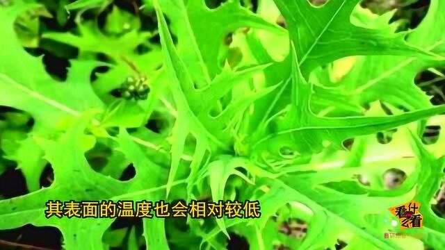 神奇!这些植物可以当作指南针,帮助你在野外分辨方向