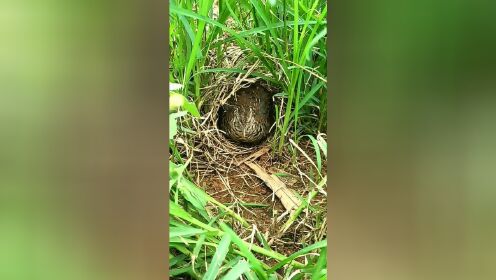 在野外发现一窝鹌鹑蛋!母鹌鹑正在孵蛋,以后不再吃鹌鹑蛋了