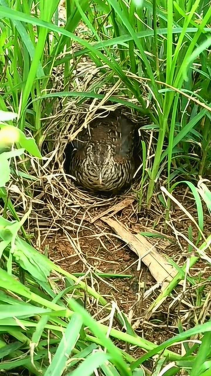 在野外发现一窝鹌鹑蛋!母鹌鹑正在孵蛋,以后不再吃鹌鹑蛋了