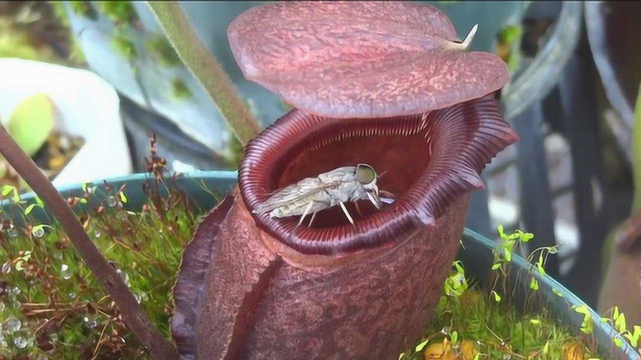 猪笼草的内部有什么?为什么虫子会自己往里钻?切开一看明白了!