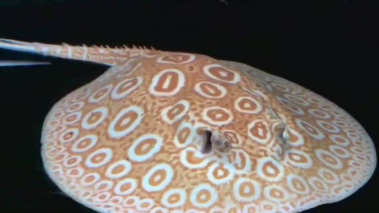 漂亮的白子魟鱼看这经典的纹路真是漂亮极了