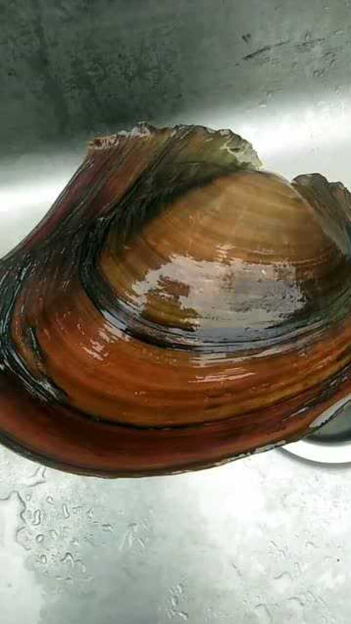 野生河蚌,大家知道这是长多少年