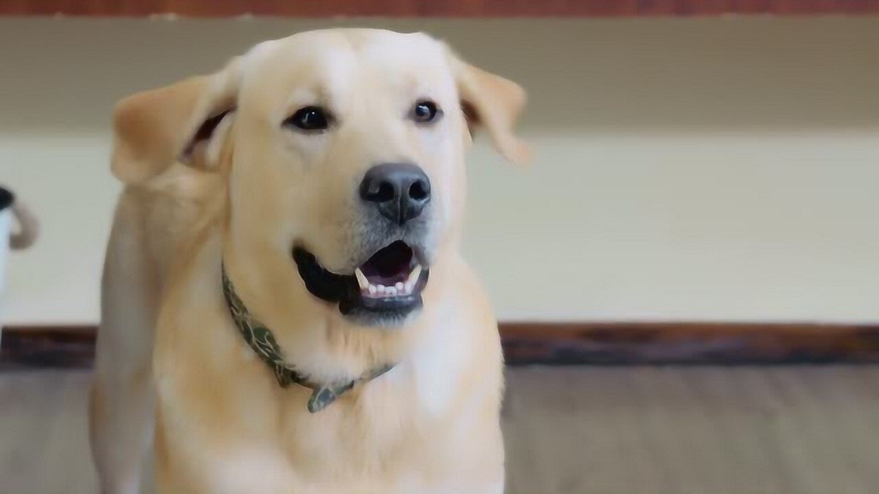 神犬小七第三季 腾讯网