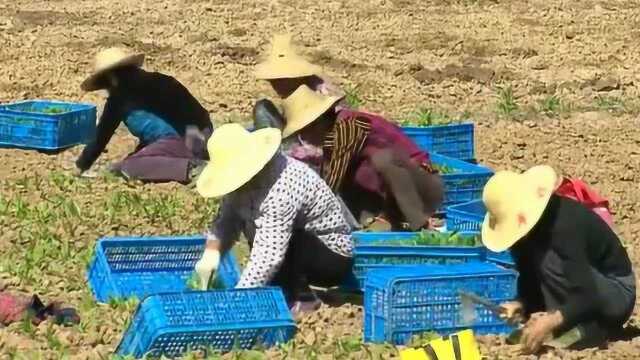 国网霍山县供电公司携手贫困群众脱贫奔小康