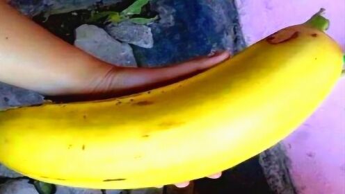 世界最大的香蕉树，果实长达30厘米，被当地誉为“全身是宝”