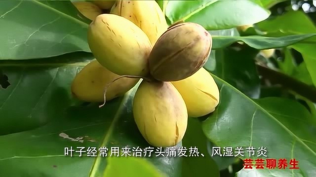 山枇杷的果实、树皮、叶子都可以入药,有不同功效,来了解一下