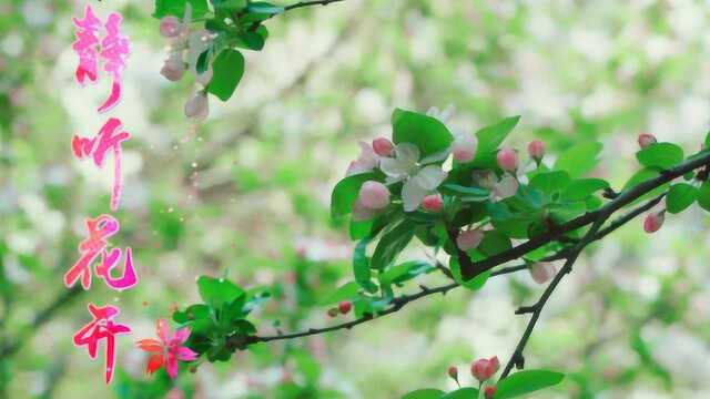 小学生微电影《静听花开》