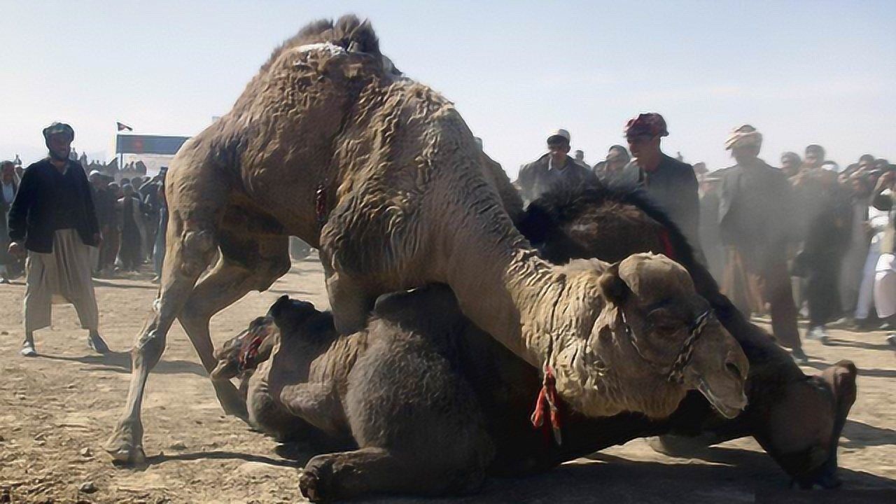 骆驼争夺首领之位大打出手攻击这个位置一招制胜镜头记录全程